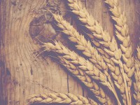 Stibulum molestie lacus aenean nonummy