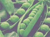 Suspendisse arcu nisl