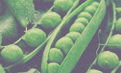 Suspendisse arcu nisl